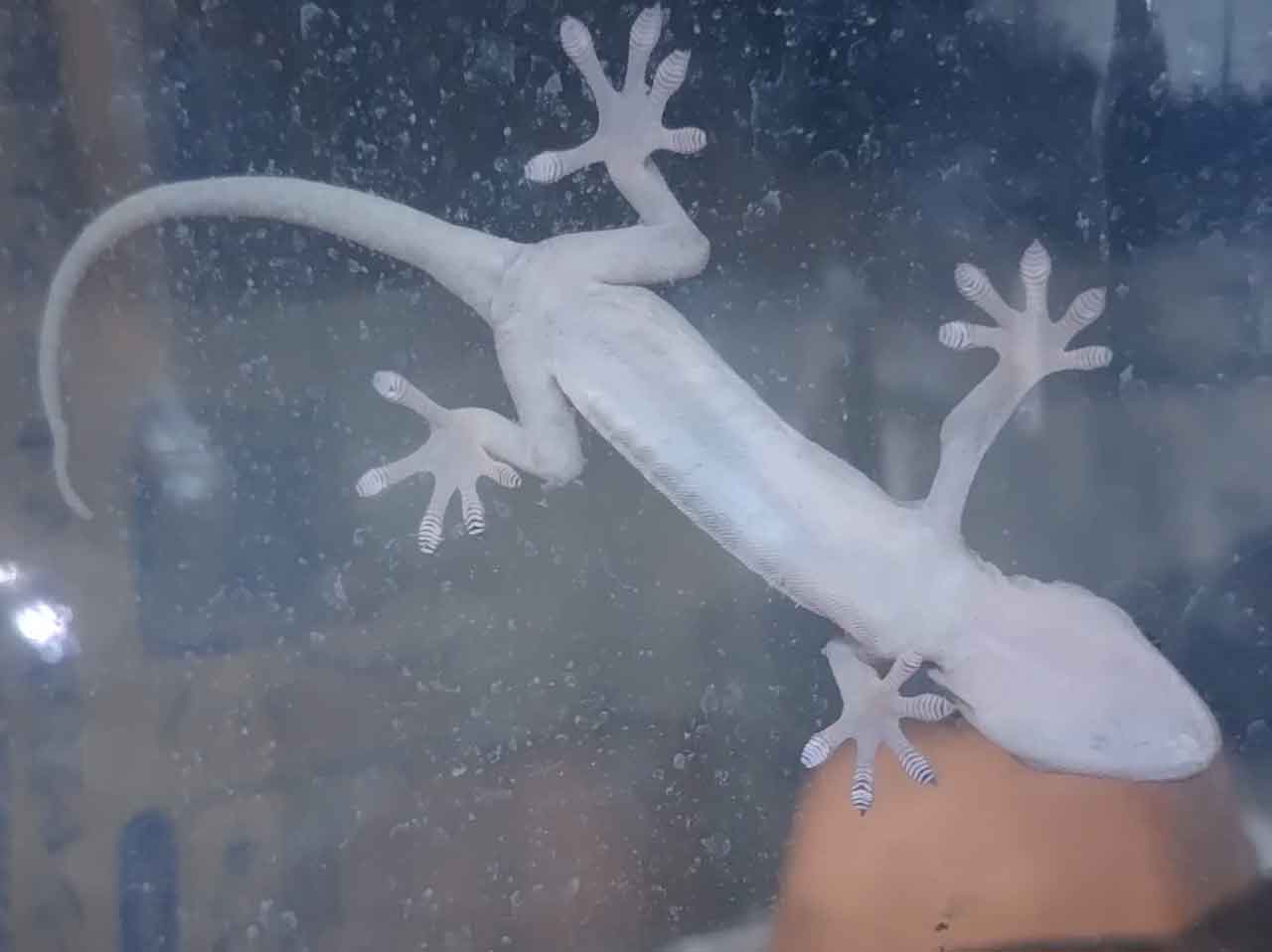 これはなに？